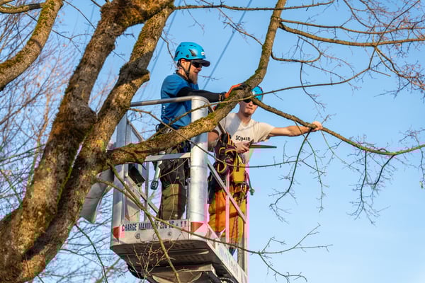 Mitarbeiter beim Baumschnitt auf einer Hebebühne