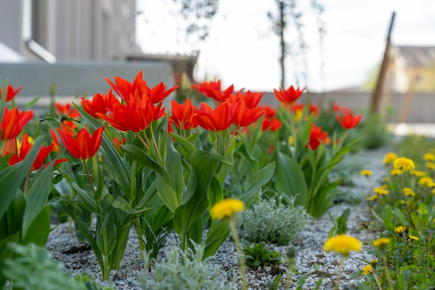 Tulpen die blühen