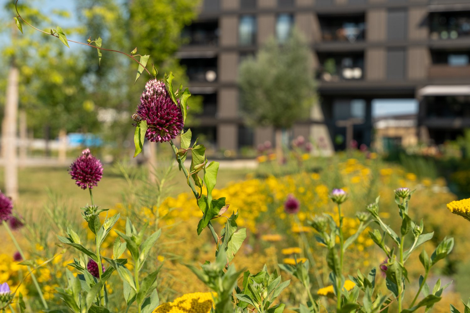 Grünanlage in der Grünmatt in Emmen