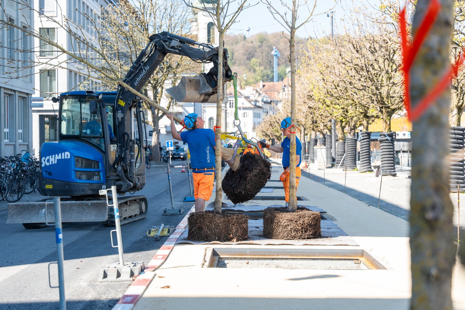 mit der Hilfe eines Baggers wird ein Baum gepflanzt