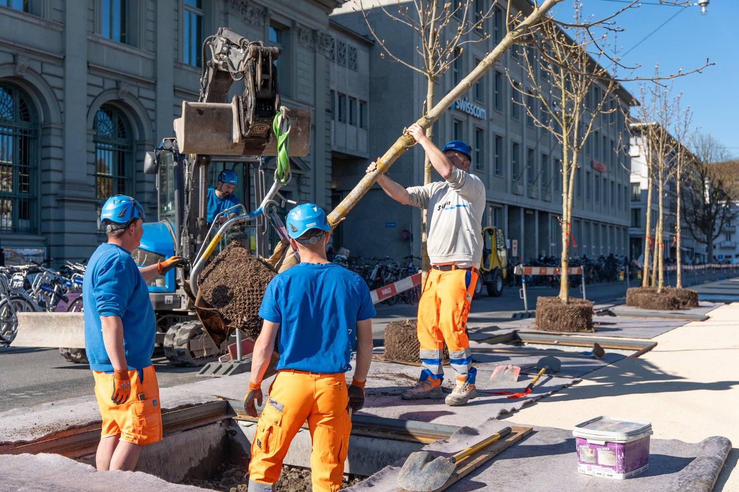 Mitarbeiter die mit Hilfe eines Baggers einen Baum pfanzen